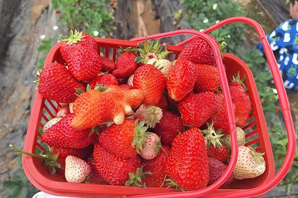 Zabavni dan Qingdao Star Machine na Strawberry Fields